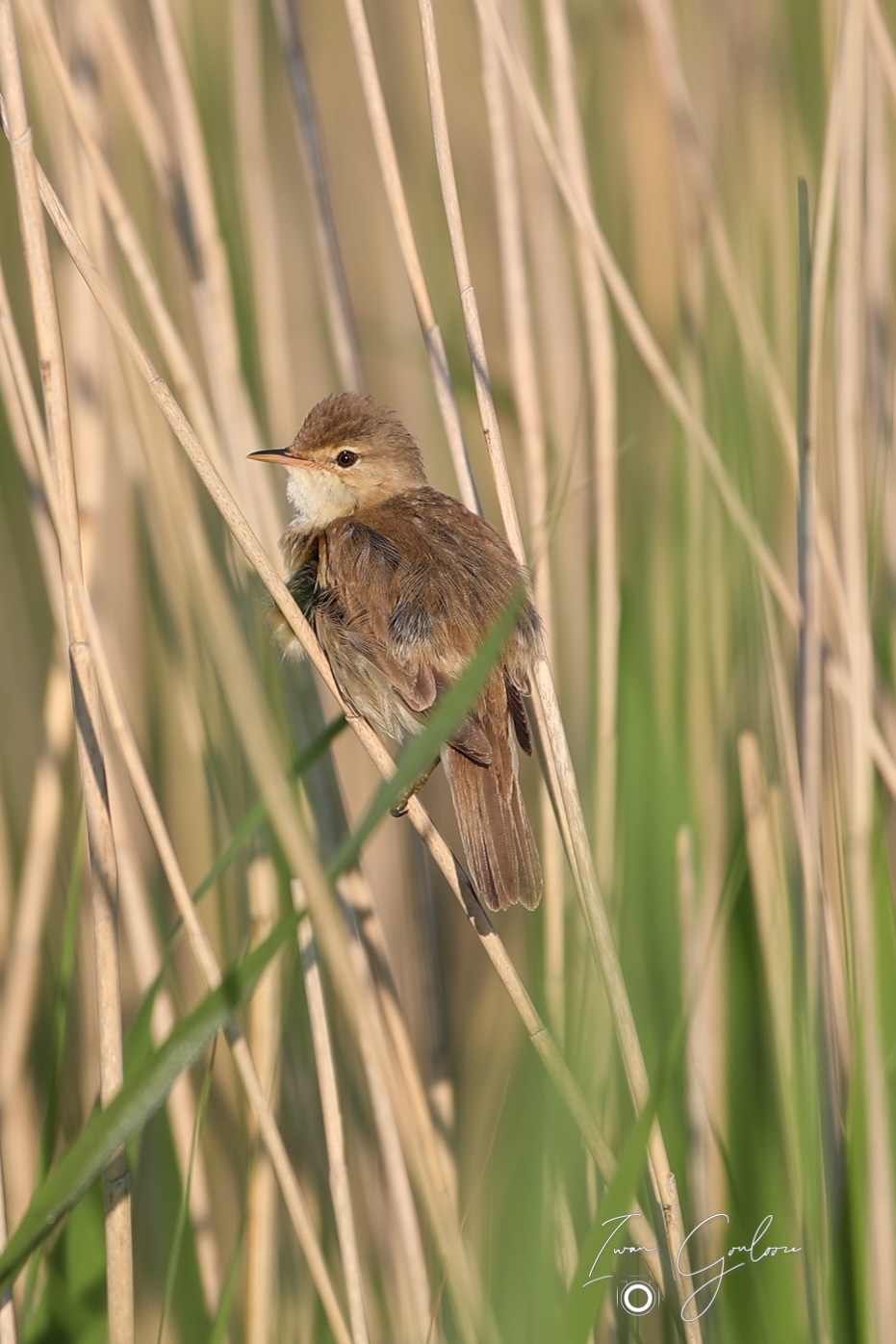 1DX46612 09 juni 2022 0647 50